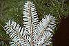 Abies veitchii leaves