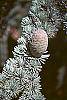 Cedrus atlantica fruit