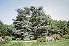 Cedrus atlantica 'Glauca' habit