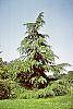 Cedrus deodara habit