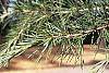 Cedrus deodara