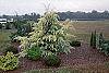 Cedrus deodara 'Aurea' habit