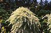 Cedrus deodara 'Silver Mist'
