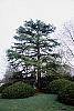 Cedrus libani habit