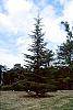 Cedrus libani var. stenocoma habit