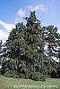Larix decidua habit