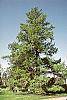 Larix decidua habit