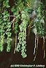 Larix decidua leaves