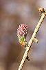 Larix decidua flowers