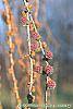 Larix decidua flowers