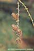 Larix decidua fruit