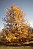 Larix decidua fall color