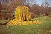 Larix decidua 'Pendula' fall color