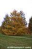 Larix decidua ssp. polonica habit