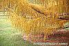 Larix decidua ssp. polonica fall color