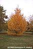 Larix gmelinii var. olgensis habit
