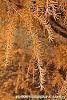 Larix gmelinii var. olgensis fall color
