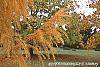 Larix gmelinii var. olgensis fall color