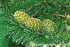 Larix gmelinii var. principis-rupprechtii fruit
