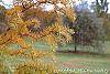 Larix kaempferi 'Diane' leaves