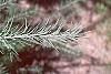 Larix laricina leaves