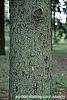 Picea abies bark