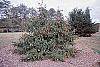 Picea abies 'Acrocona' habit
