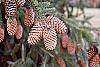 Picea abies 'Acrocona' fruit