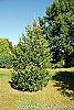 Picea abies 'Aurea Jacobsen' habit