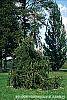 Picea abies 'Inversa' habit