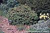 Picea abies 'Leslie' habit