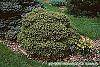 Picea abies 'Little Gem' habit