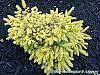 Picea abies 'Vermont Gold' habit