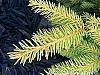 Picea abies 'Vermont Gold' leaves