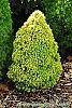 Picea glauca 'Rainbow's End' habit