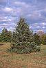 Picea omorika habit
