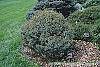 Picea omorika 'Nana'