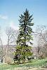 Picea orientalis habit