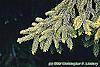 Picea orientalis 'Skylands' leaves
