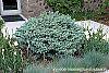Picea pungens var. glauca 'Globosa' habit