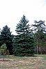 Picea pungens var. glauca habit