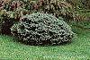 Picea pungens var. glauca 'Montgomery' habit