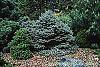 Picea pungens var. glauca 'Thume' habit