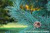 Pinus ayacahuite x strobus leaves