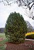 Pinus bungeana habit