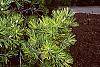 Pinus bungeana leaves