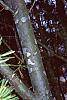 Pinus bungeana bark