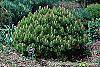 Pinus densiflora 'Low Glow' habit
