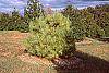 Pinus densiflora 'Oculis-draconis' habit