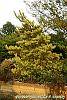 Pinus densiflora 'Oculis-draconis' habit